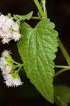 Pink thoroughwort